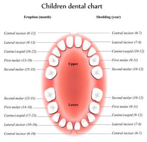 Dental Topics – Dr. Dina Pediatric Dentistry Clinic